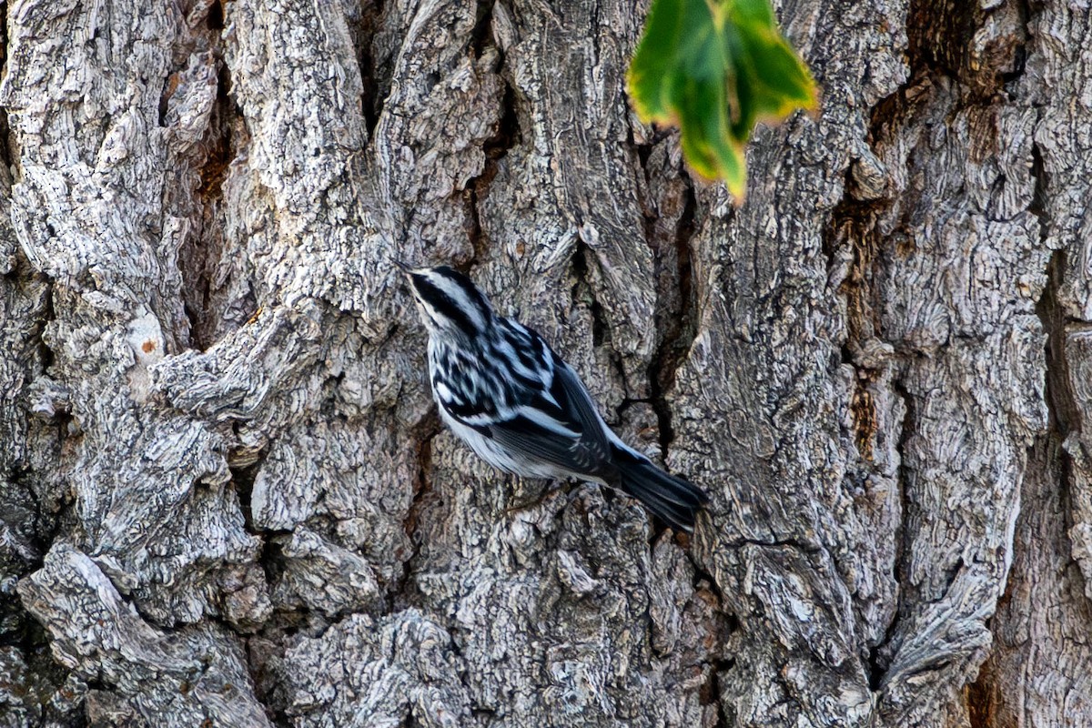 lesňáček černobílý - ML641619616