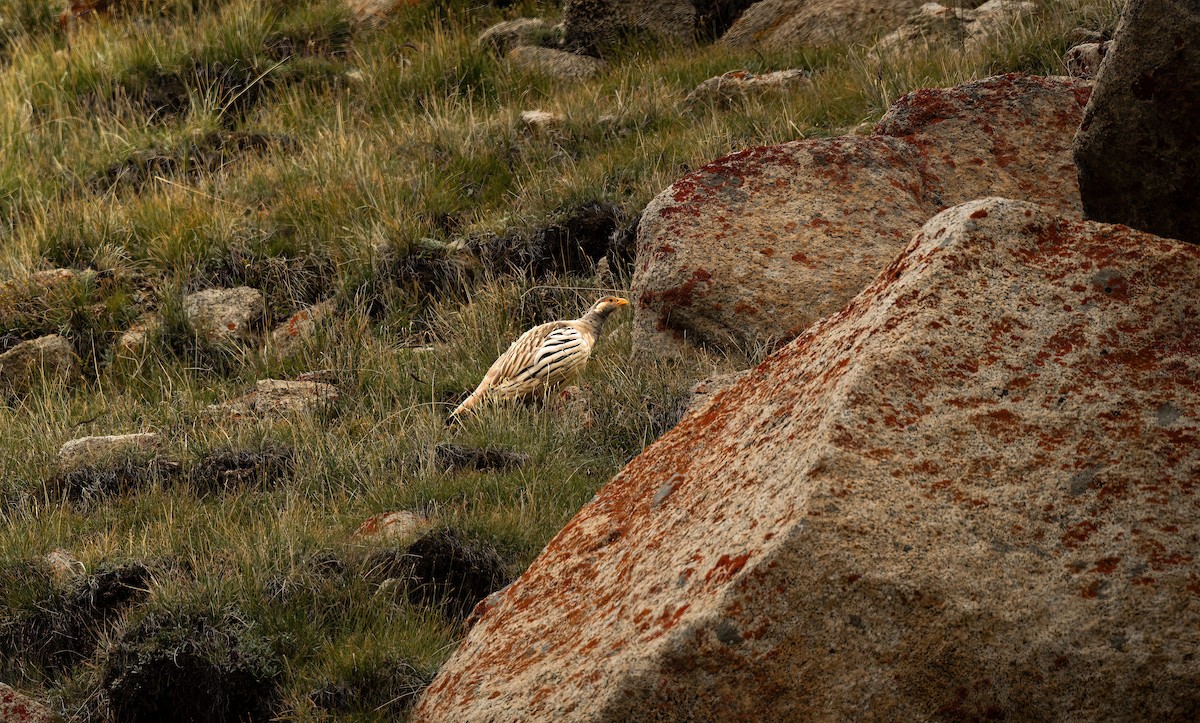 Tibetan Snowcock - ML641619642