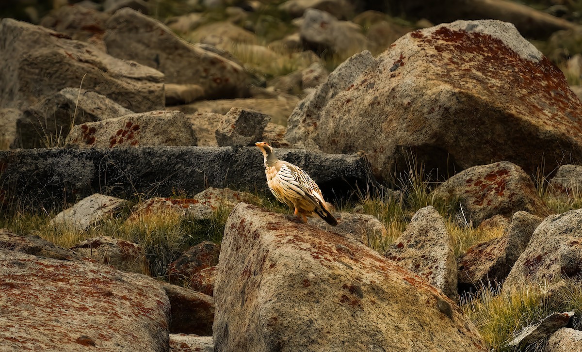 Tibetan Snowcock - ML641619643