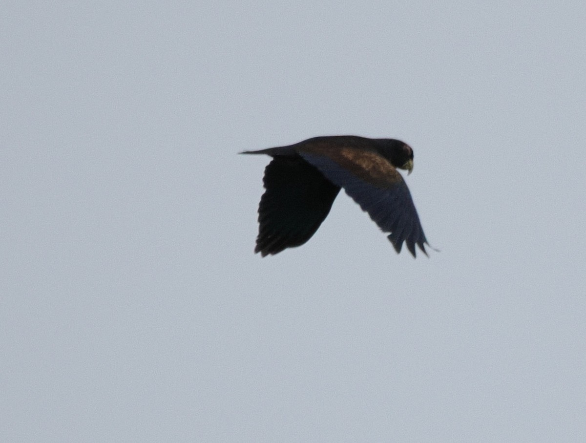 Bronze-winged Parrot - ML641619655