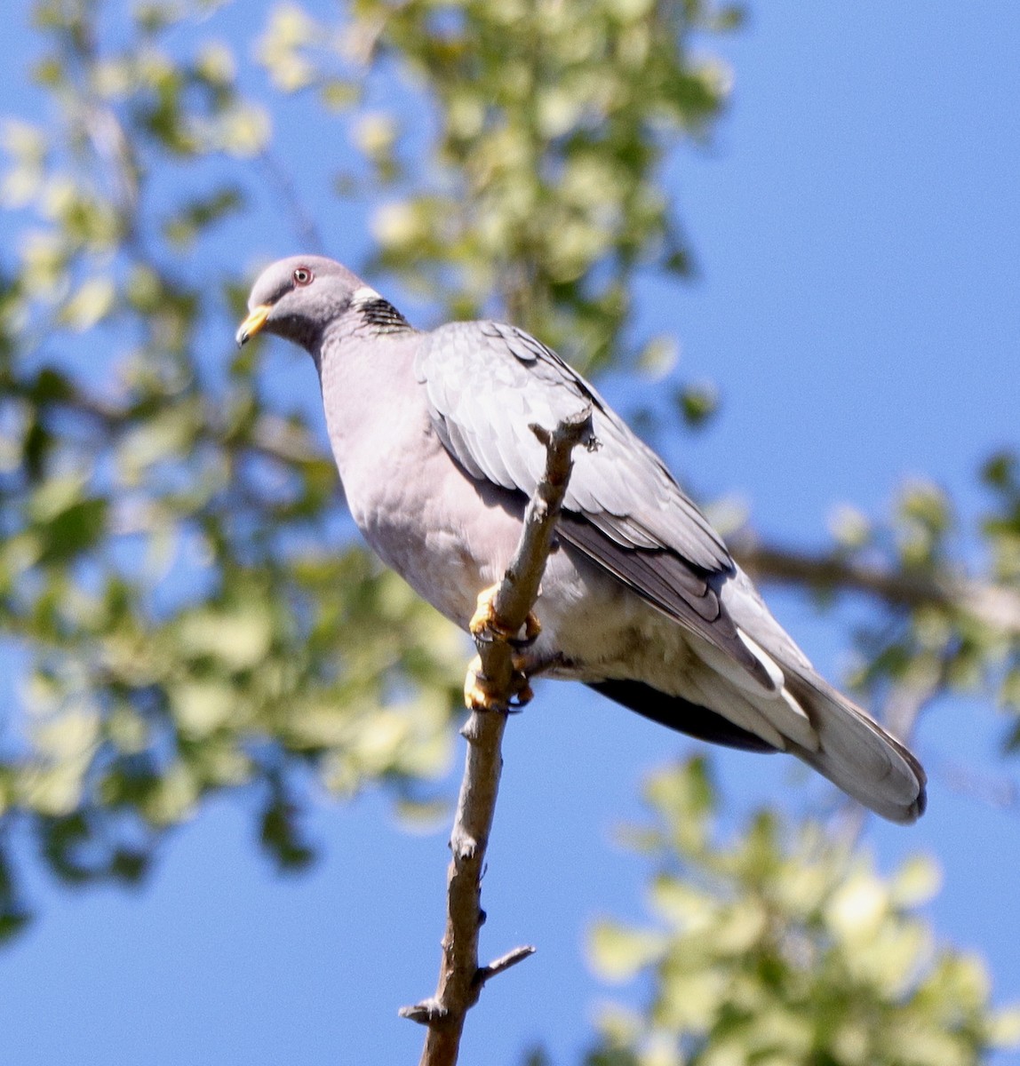Band-tailed Pigeon - ML641619685