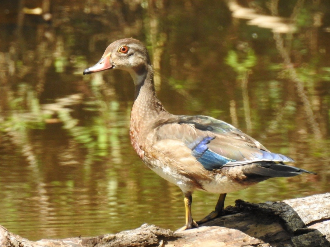 Wood Duck - ML641619689
