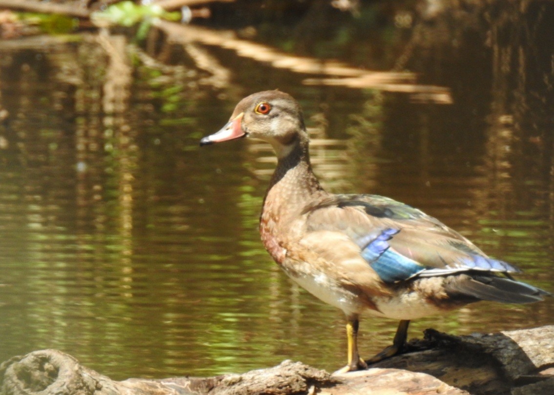 Wood Duck - ML641619690