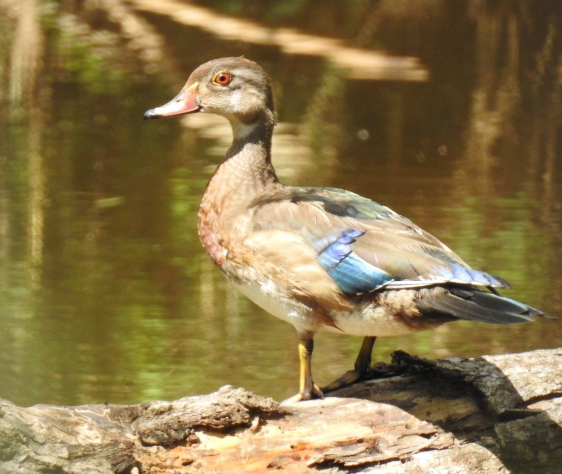 Wood Duck - ML641619691
