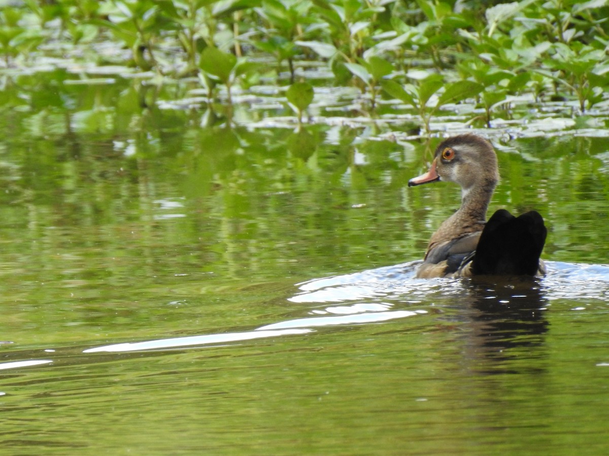 Wood Duck - ML641619692