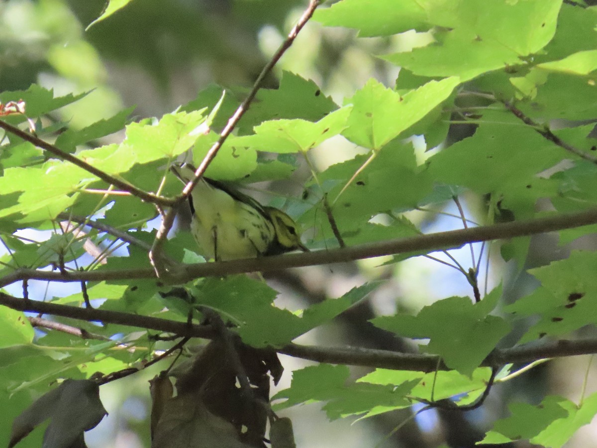Black-throated Green Warbler - ML641619703