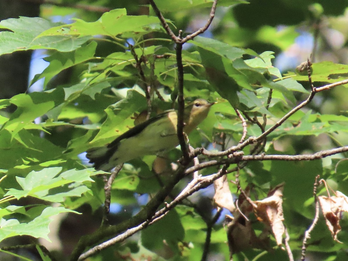 Blackburnian Warbler - ML641619711