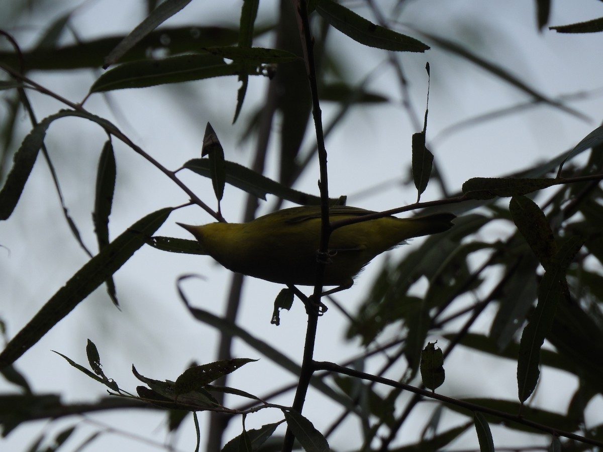 Yellow Warbler - ML641619713