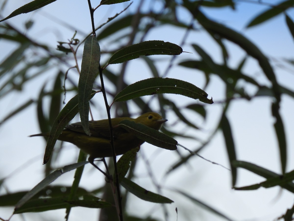 Yellow Warbler - ML641619714