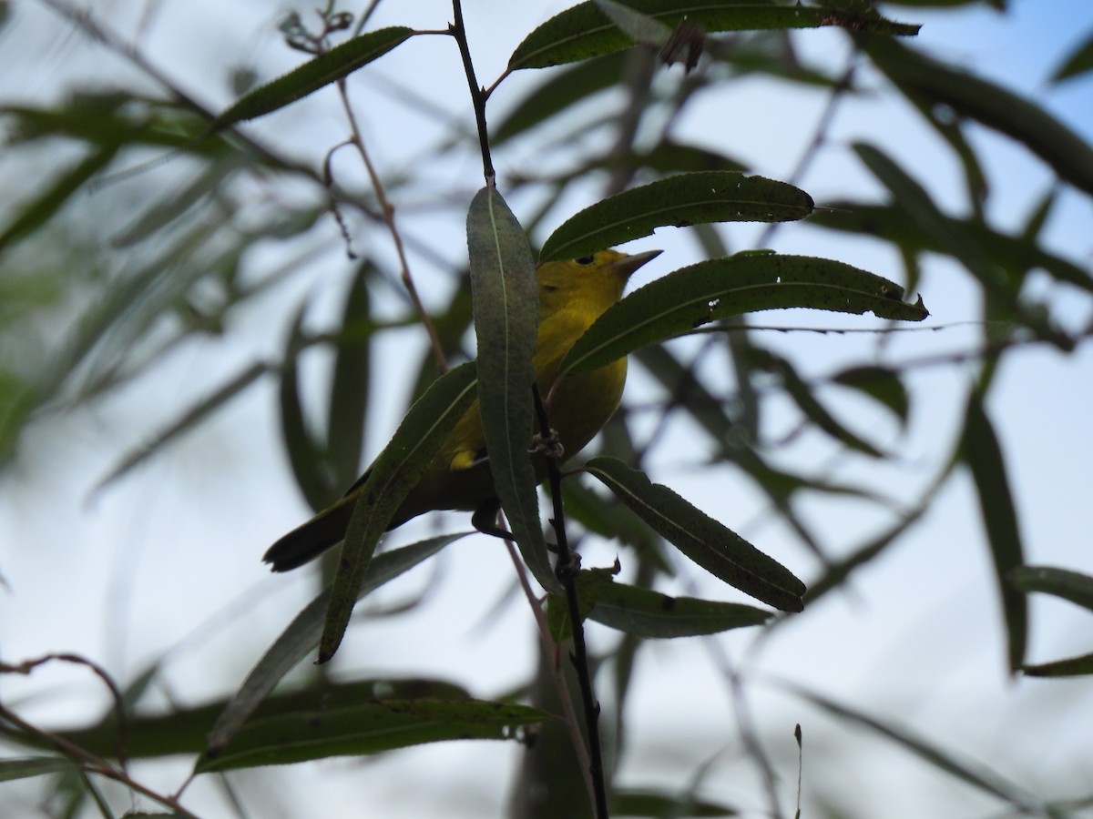 Yellow Warbler - ML641619715