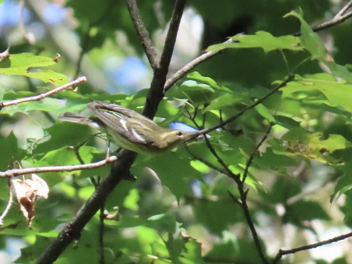 Blackburnian Warbler - ML641619717