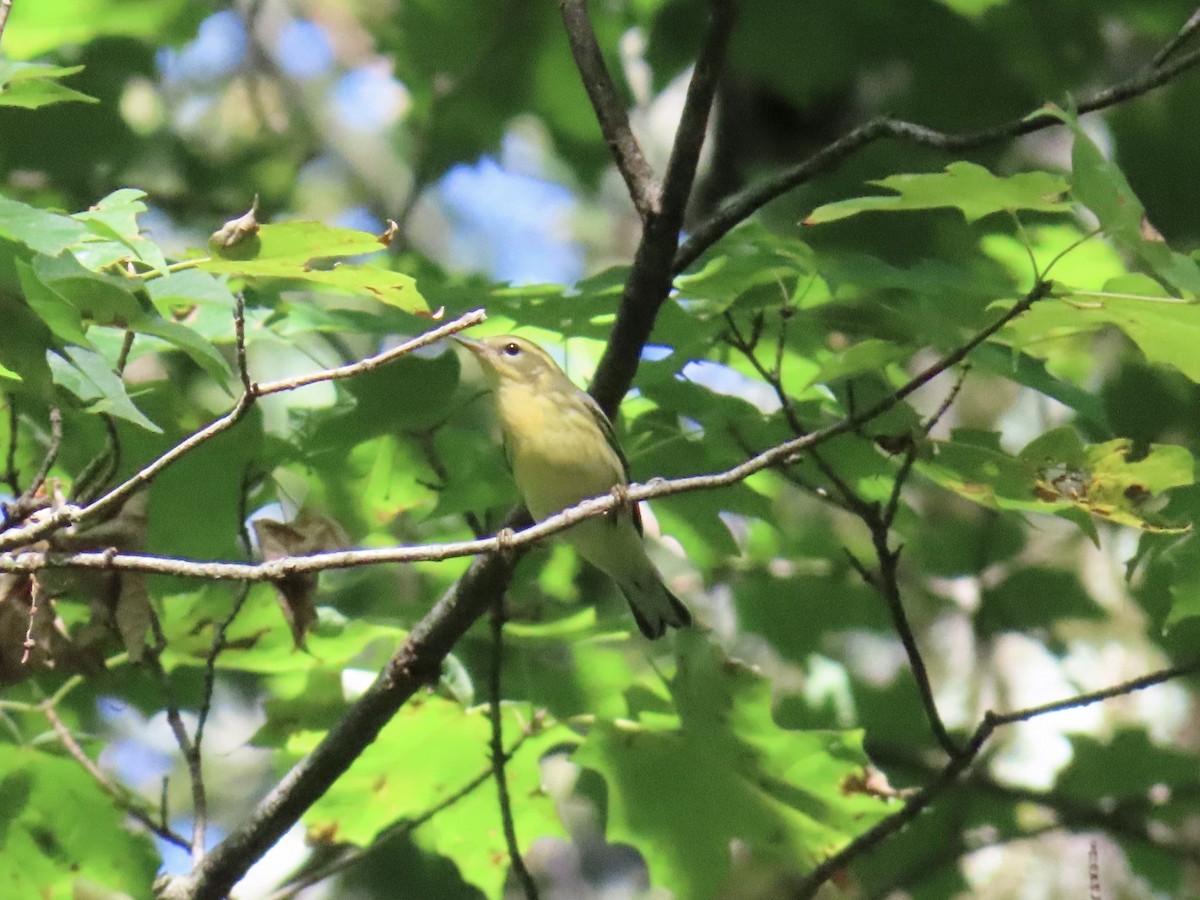 Blackburnian Warbler - ML641619721