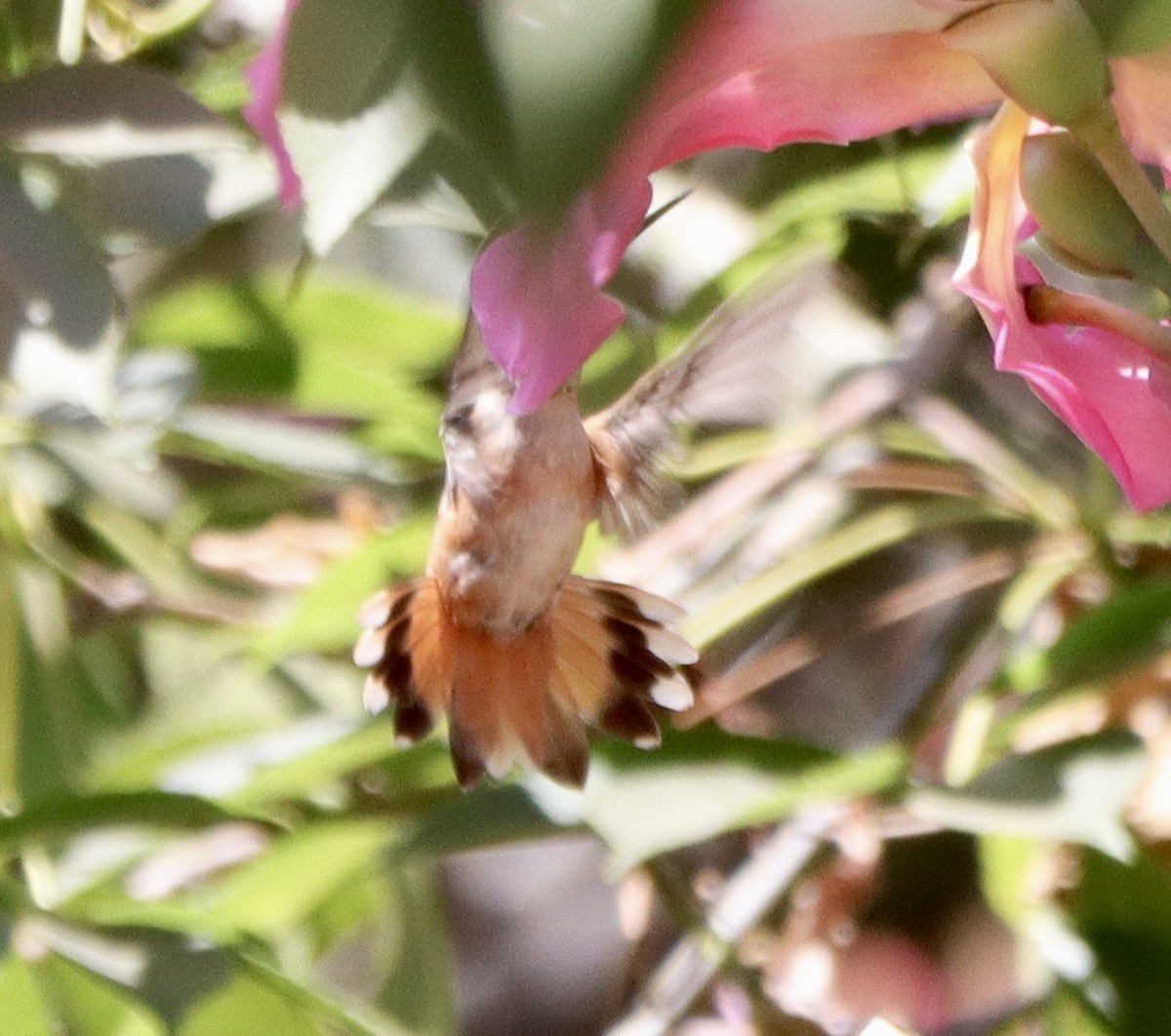 Allen's Hummingbird - ML641619722