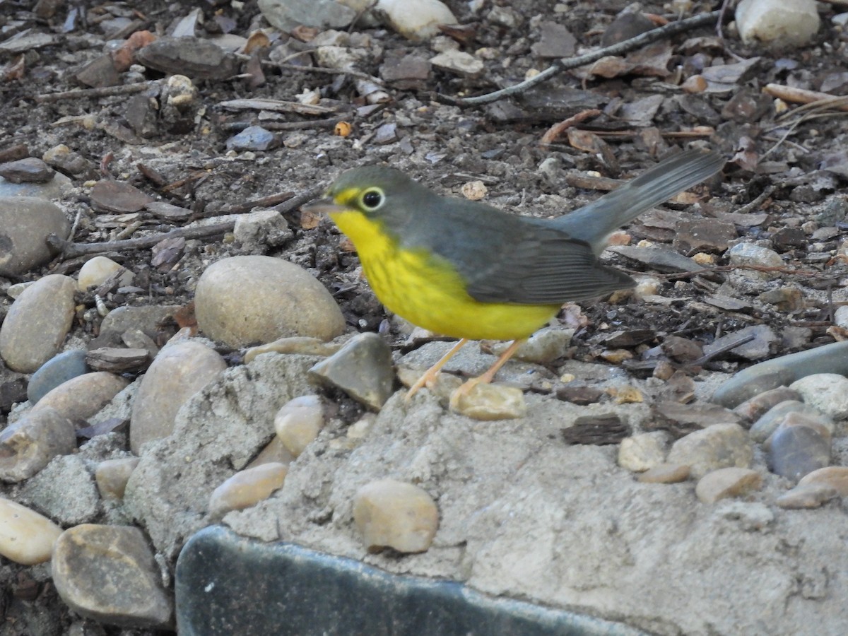 Canada Warbler - ML641619737
