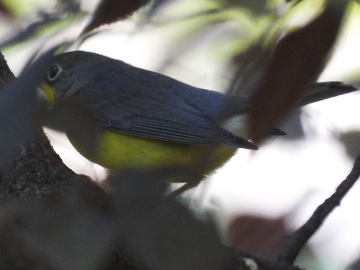 Canada Warbler - ML641619738