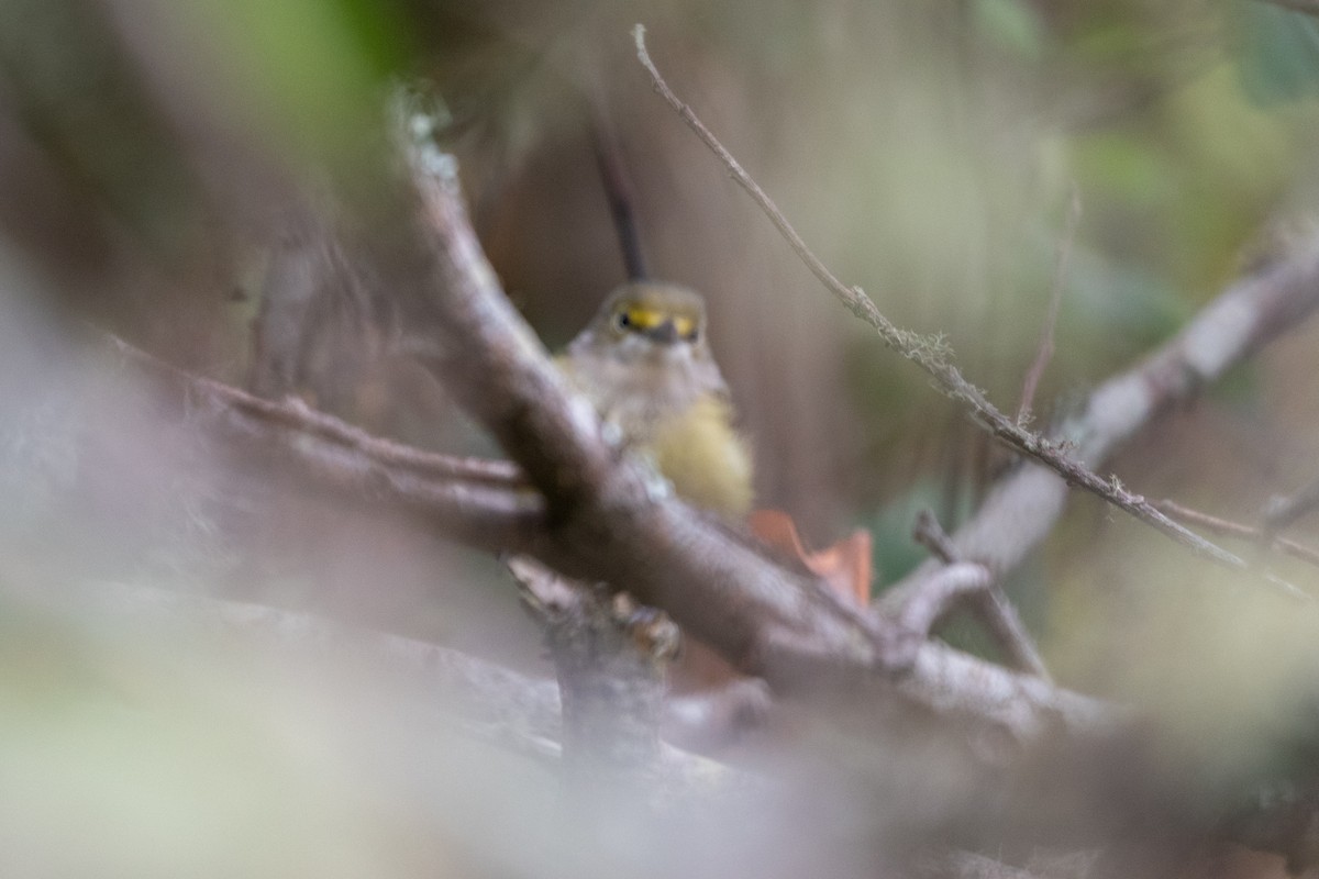 White-eyed Vireo - ML641619744