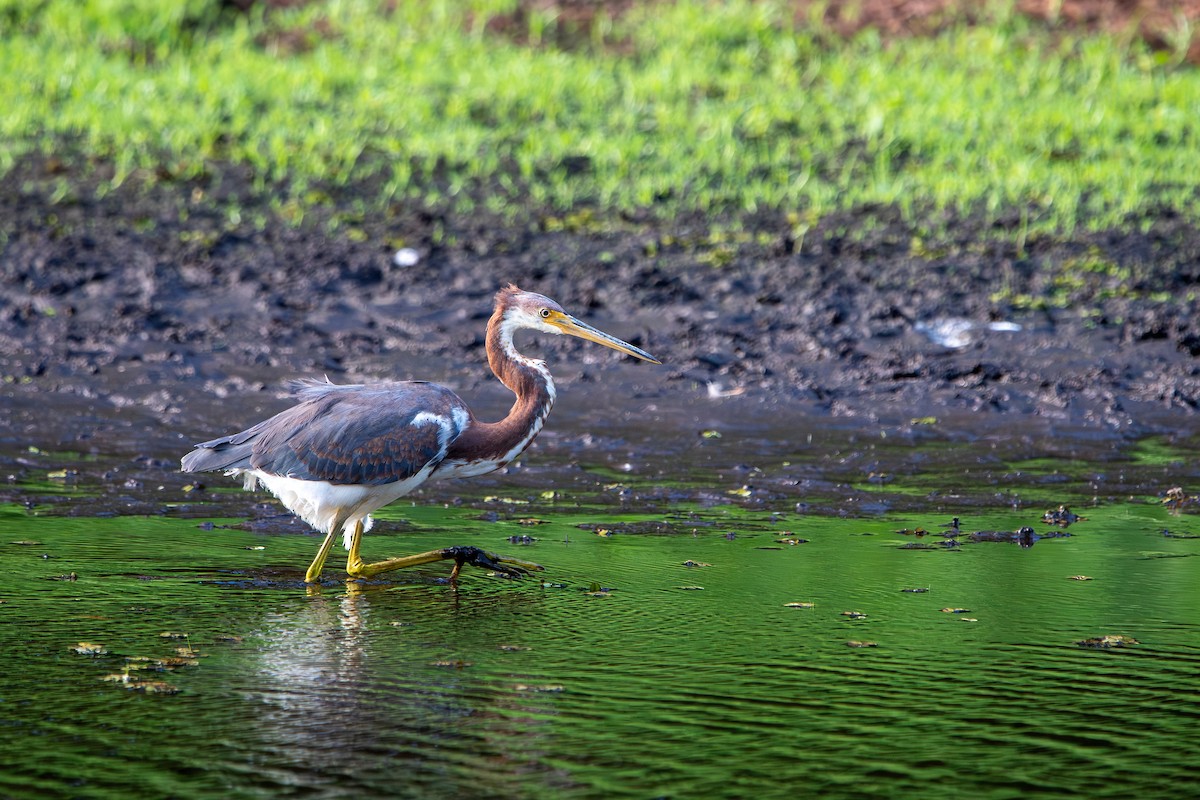 Tricolored Heron - ML641619745