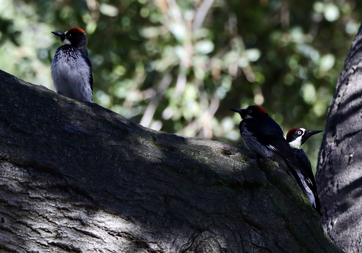 Acorn Woodpecker - ML641619749