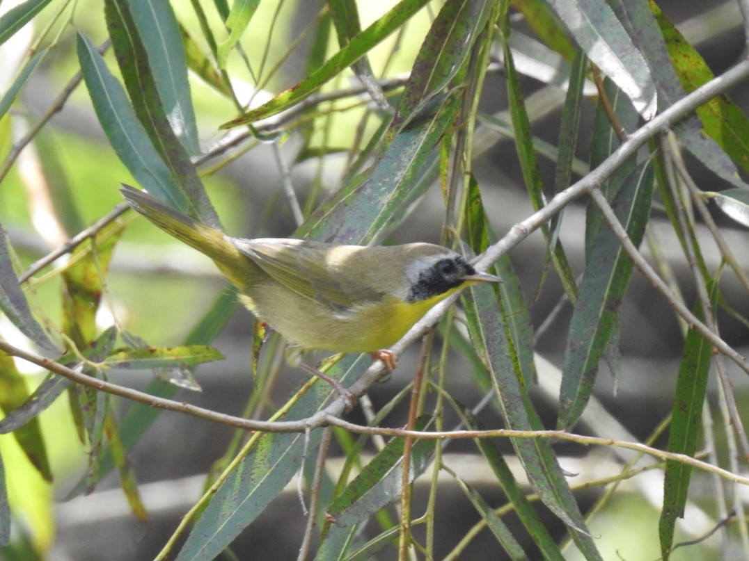 Common Yellowthroat - ML641619762