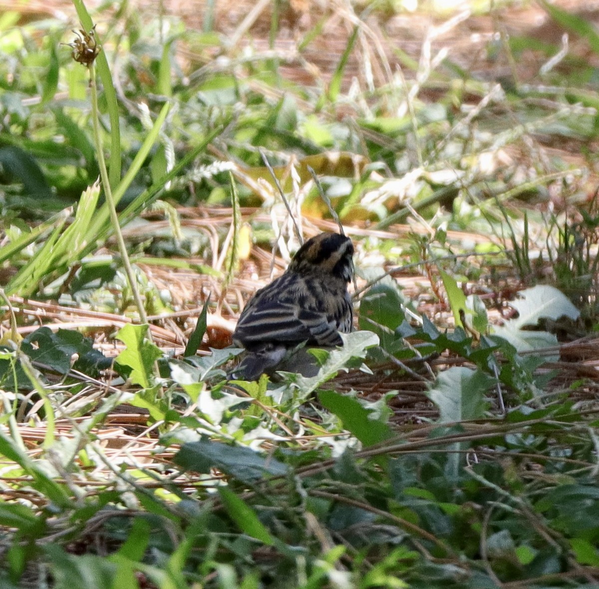 Pin-tailed Whydah - ML641619774