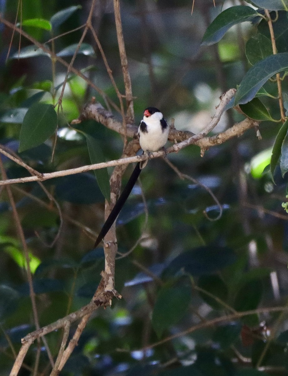 Pin-tailed Whydah - ML641619775