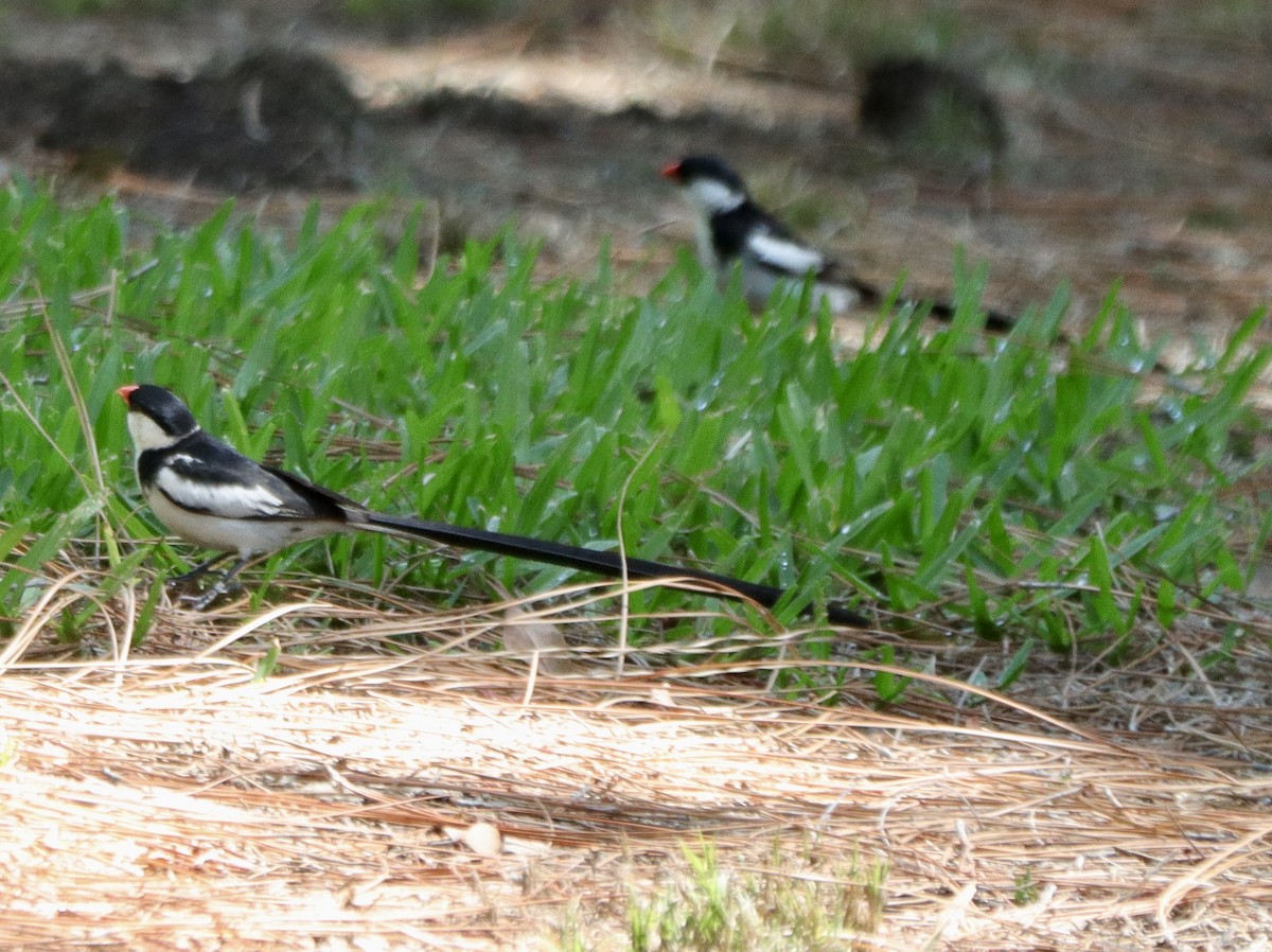 Pin-tailed Whydah - ML641619776