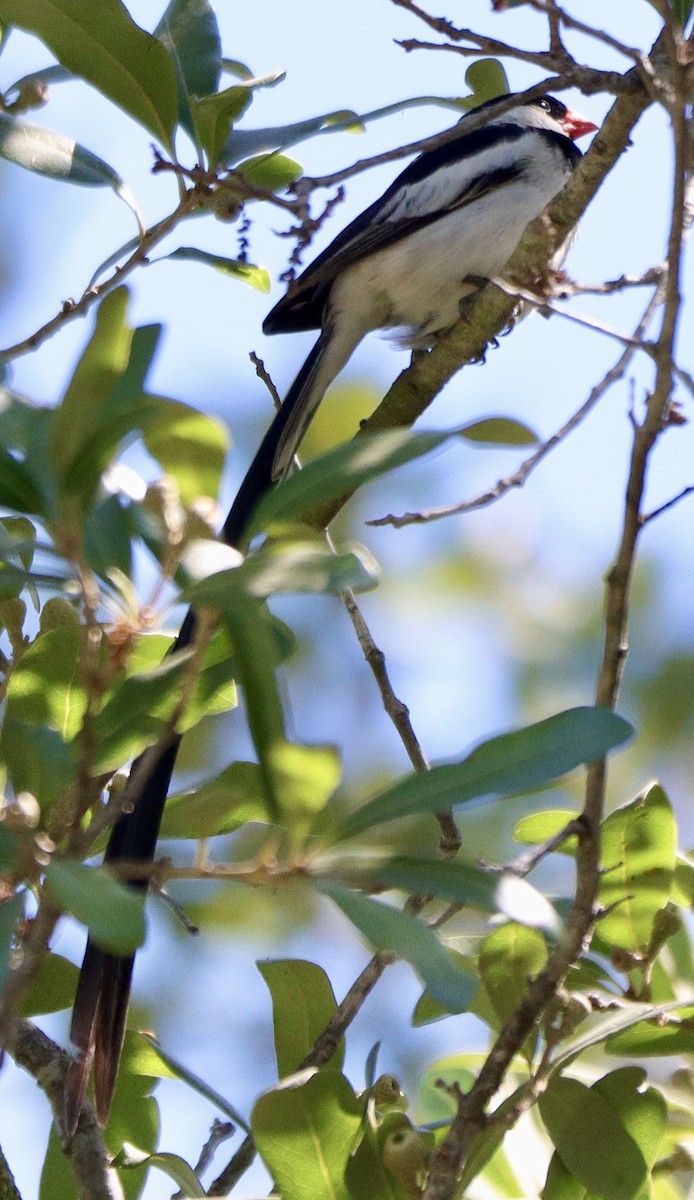 Pin-tailed Whydah - ML641619777
