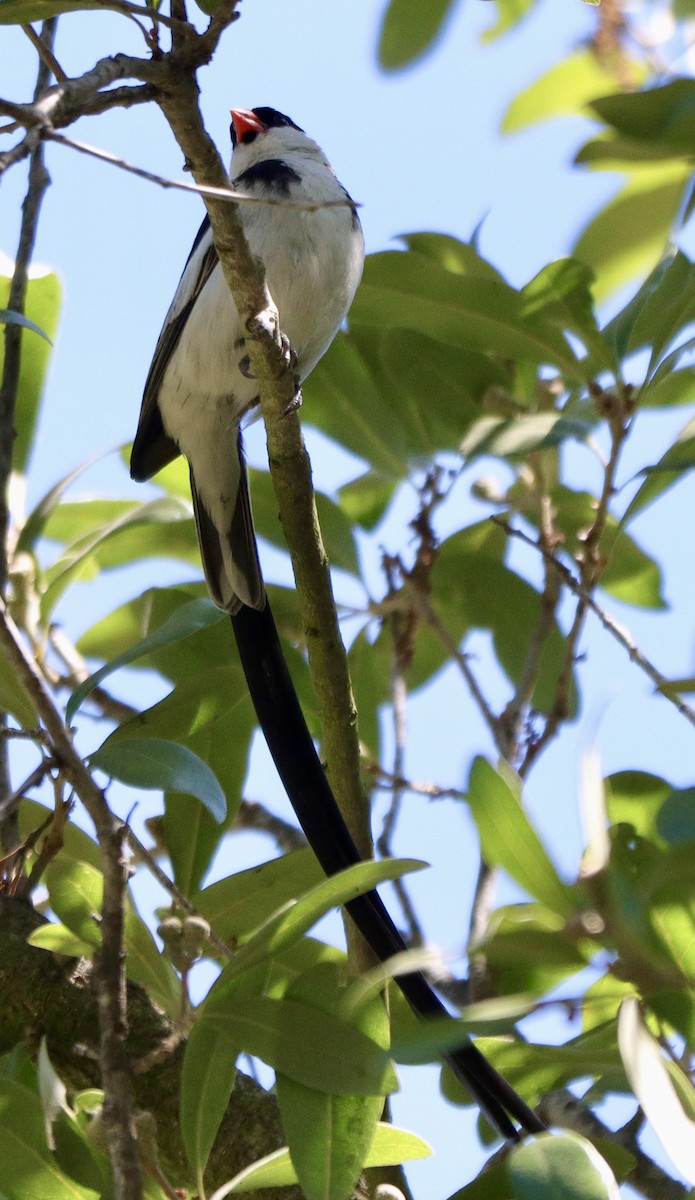 Pin-tailed Whydah - ML641619778