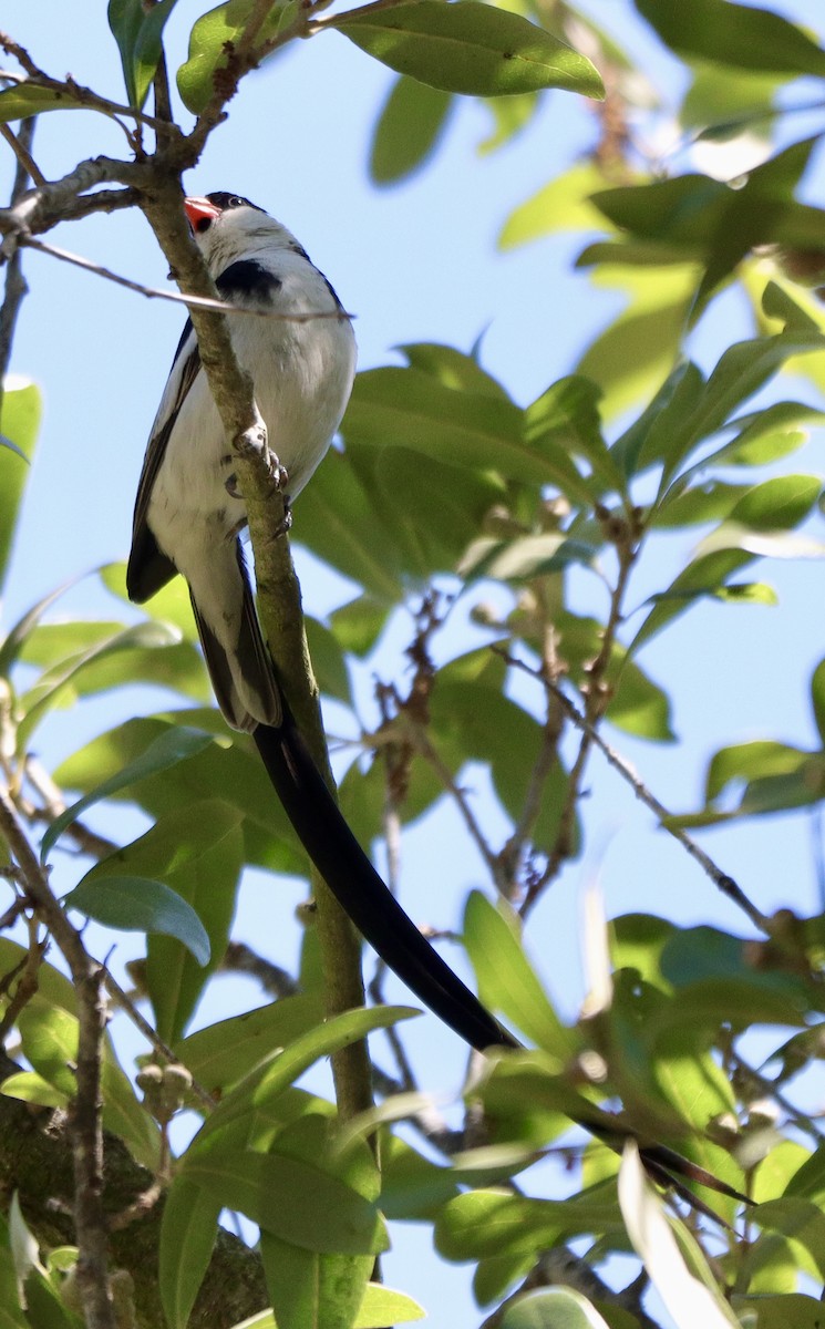 Pin-tailed Whydah - ML641619779