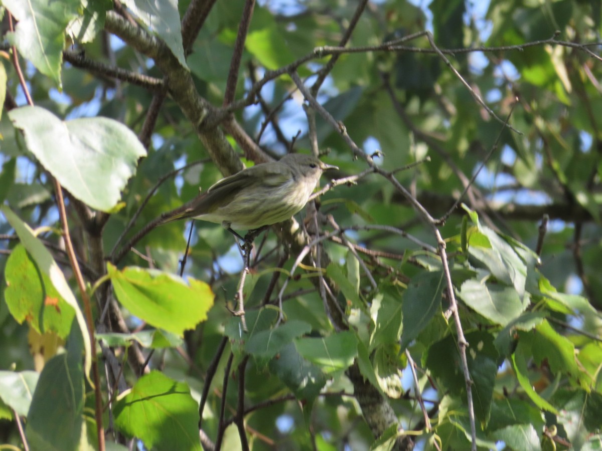 Cape May Warbler - ML641619803