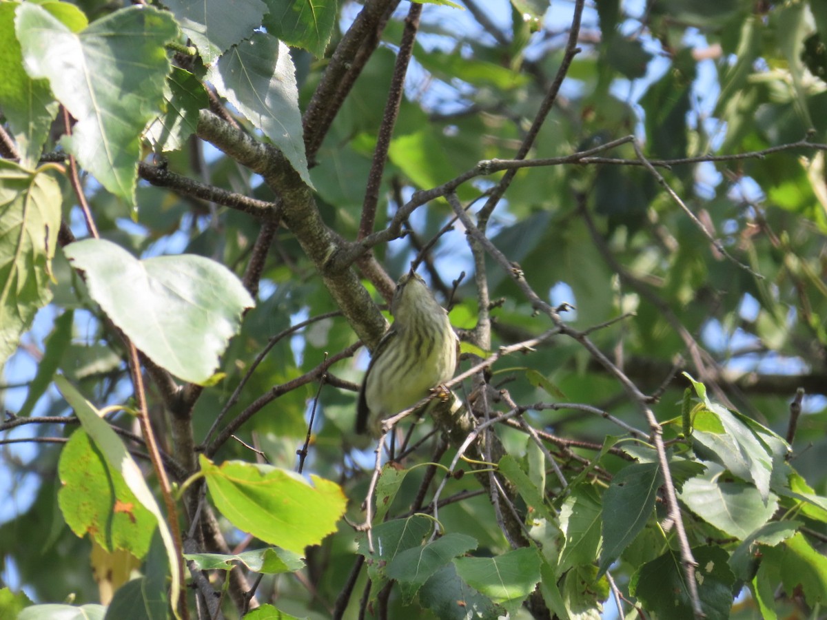 Cape May Warbler - ML641619804