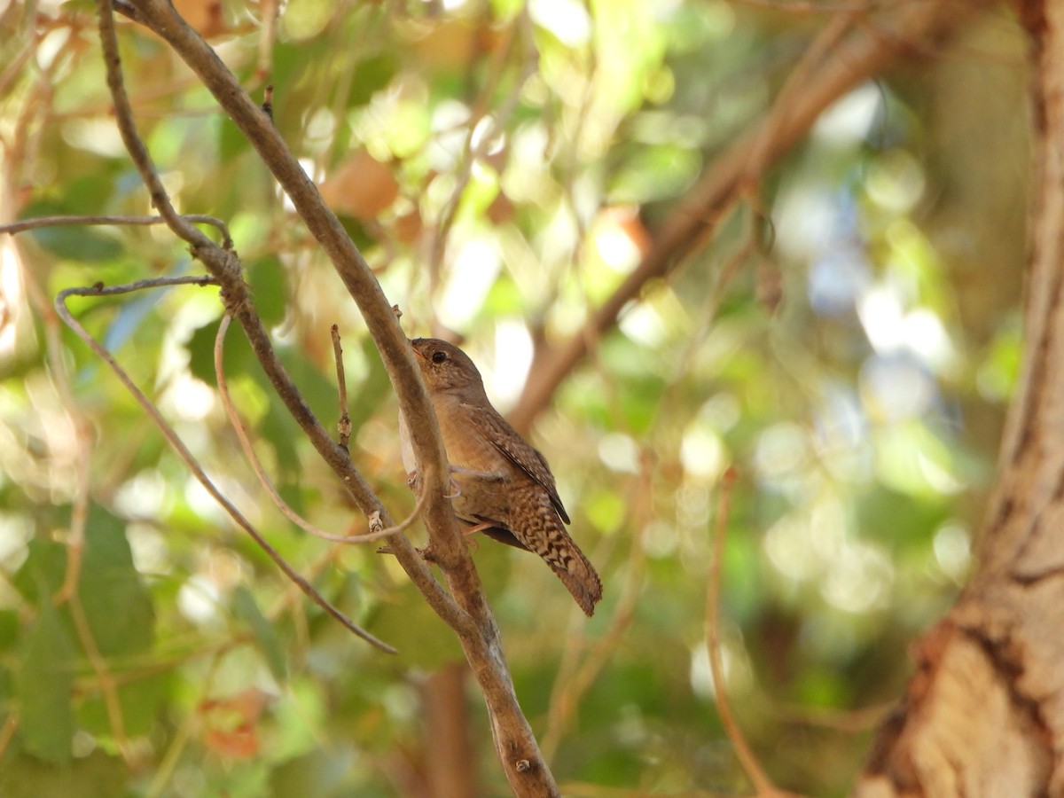 Hauszaunkönig - ML641619821