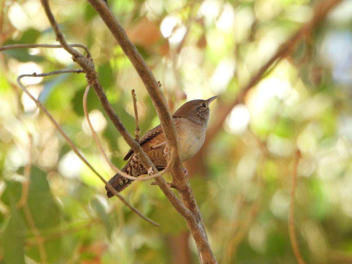 Hauszaunkönig - ML641619822