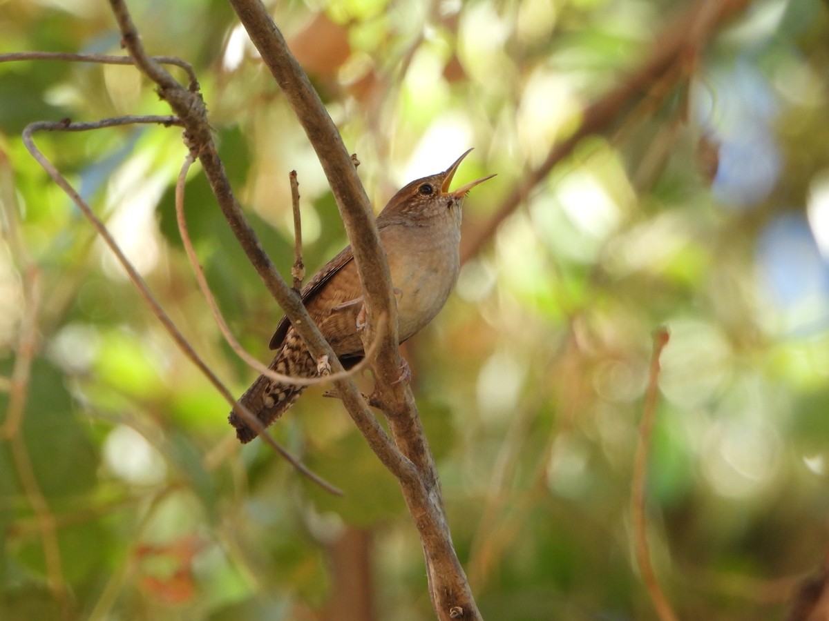 Hauszaunkönig - ML641619823