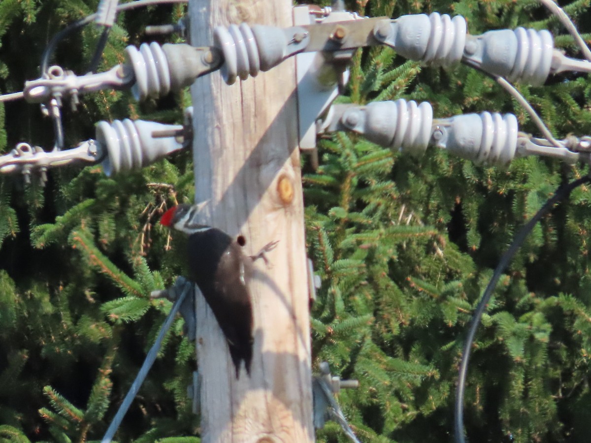 Pileated Woodpecker - ML641619824