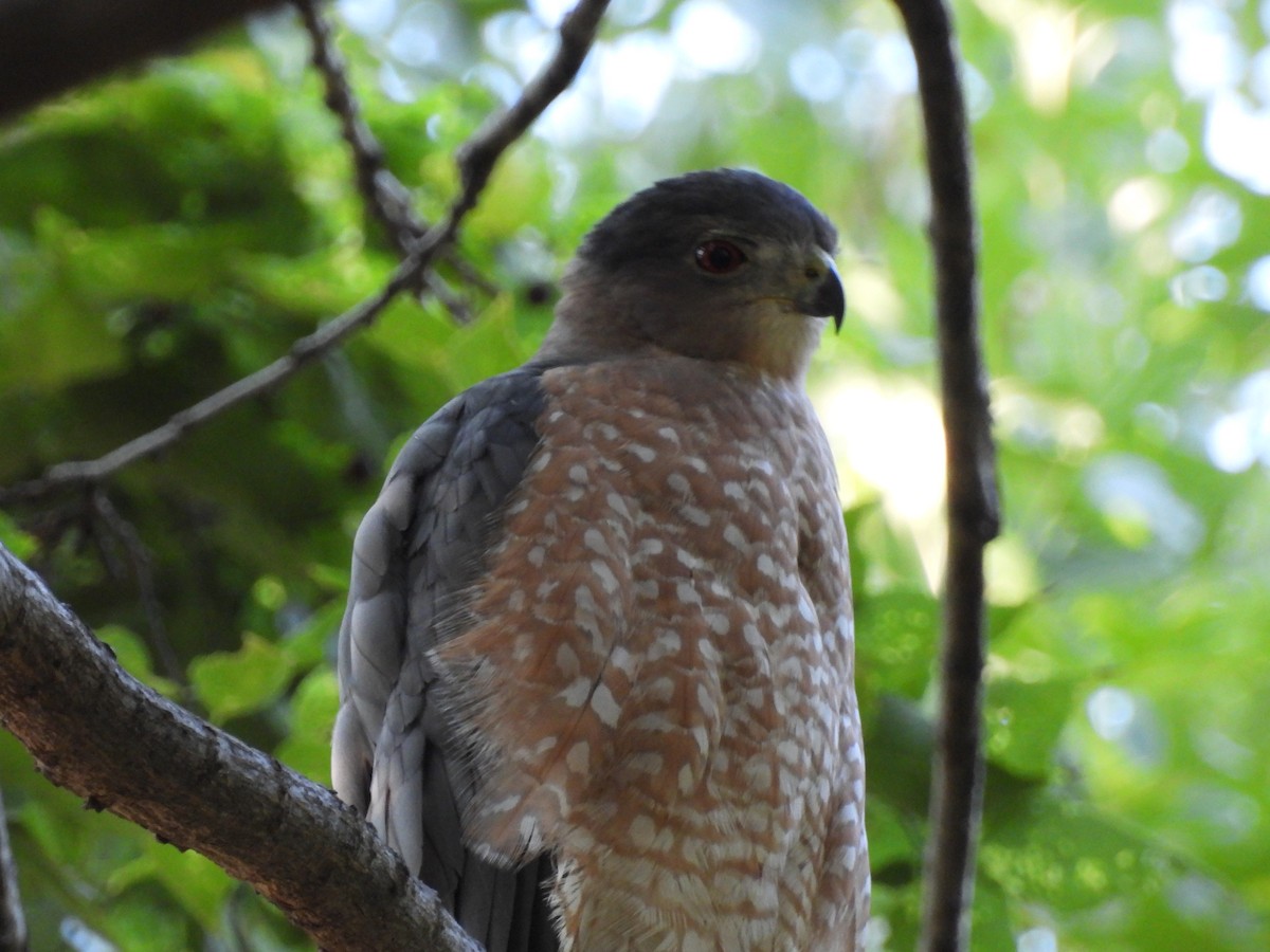 Cooper's Hawk - ML641619833
