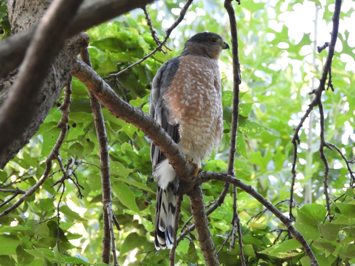 Cooper's Hawk - ML641619834