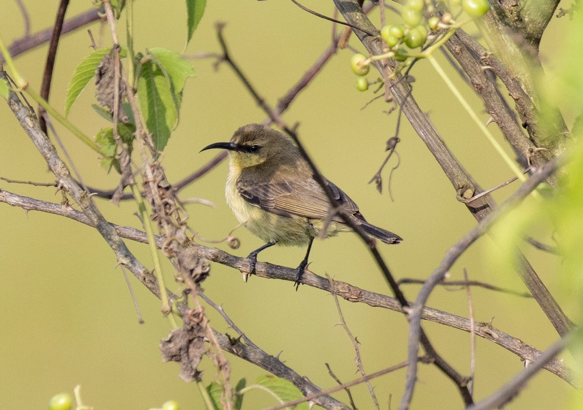 Copper Sunbird - ML641619911