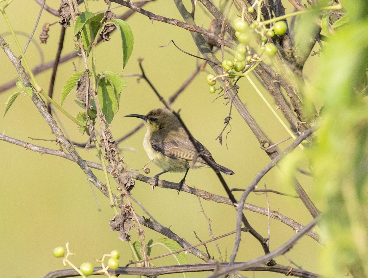 Copper Sunbird - ML641619913