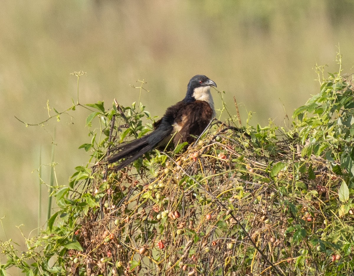 Blue-headed Coucal - ML641619919