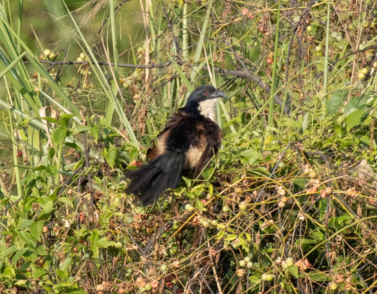Blue-headed Coucal - ML641619921