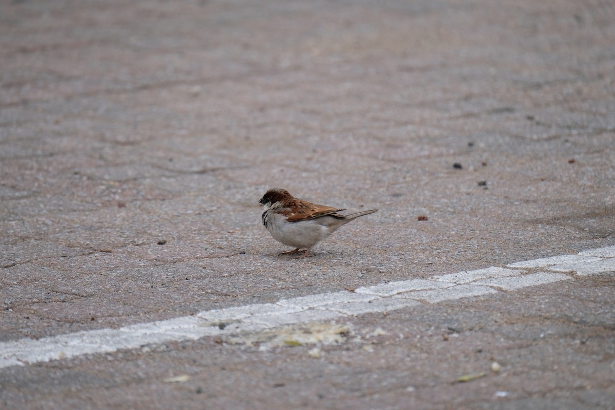 House Sparrow - ML641619989