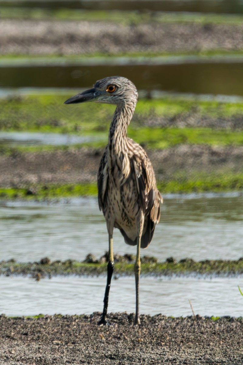 Yellow-crowned Night Heron - ML641619992