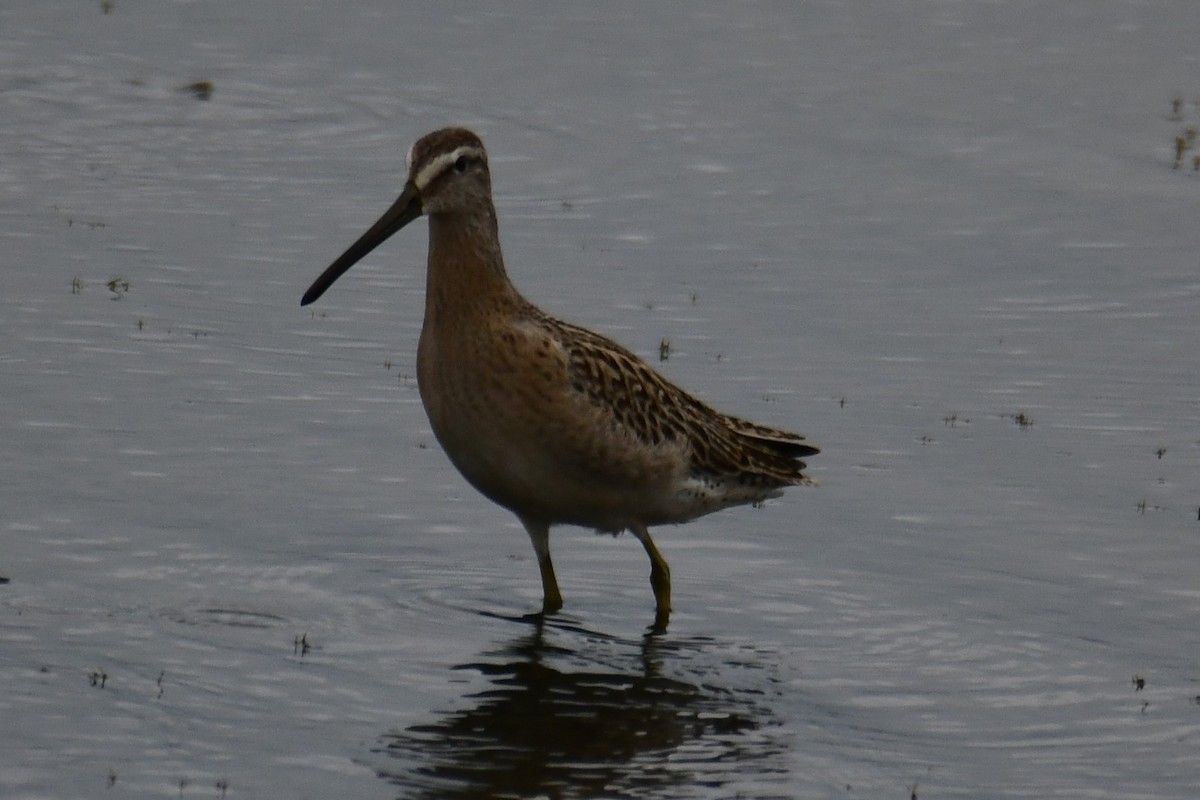 Short-billed Dowitcher - ML641620041