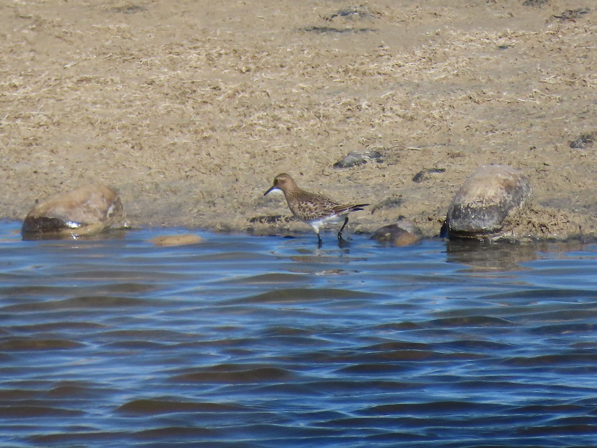 Baird's Sandpiper - ML641620051