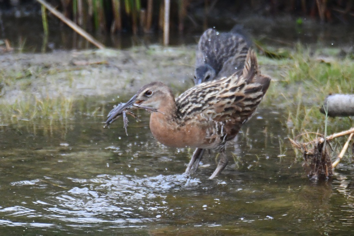 King Rail - ML641620053