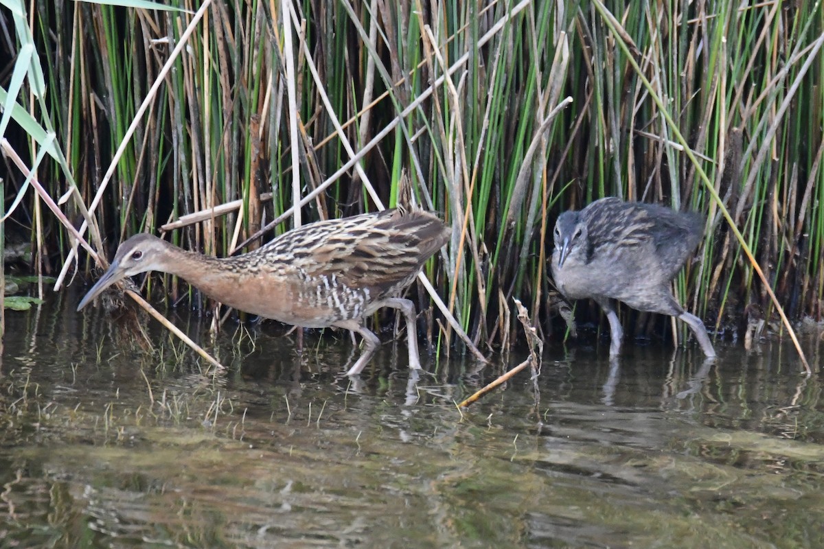 King Rail - ML641620055