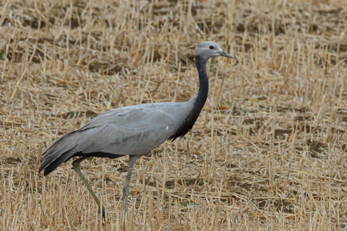 Demoiselle Crane - ML641620056
