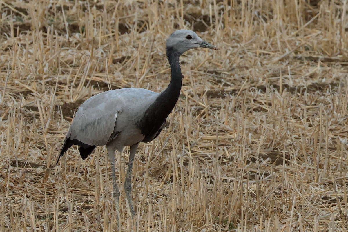 Demoiselle Crane - ML641620057