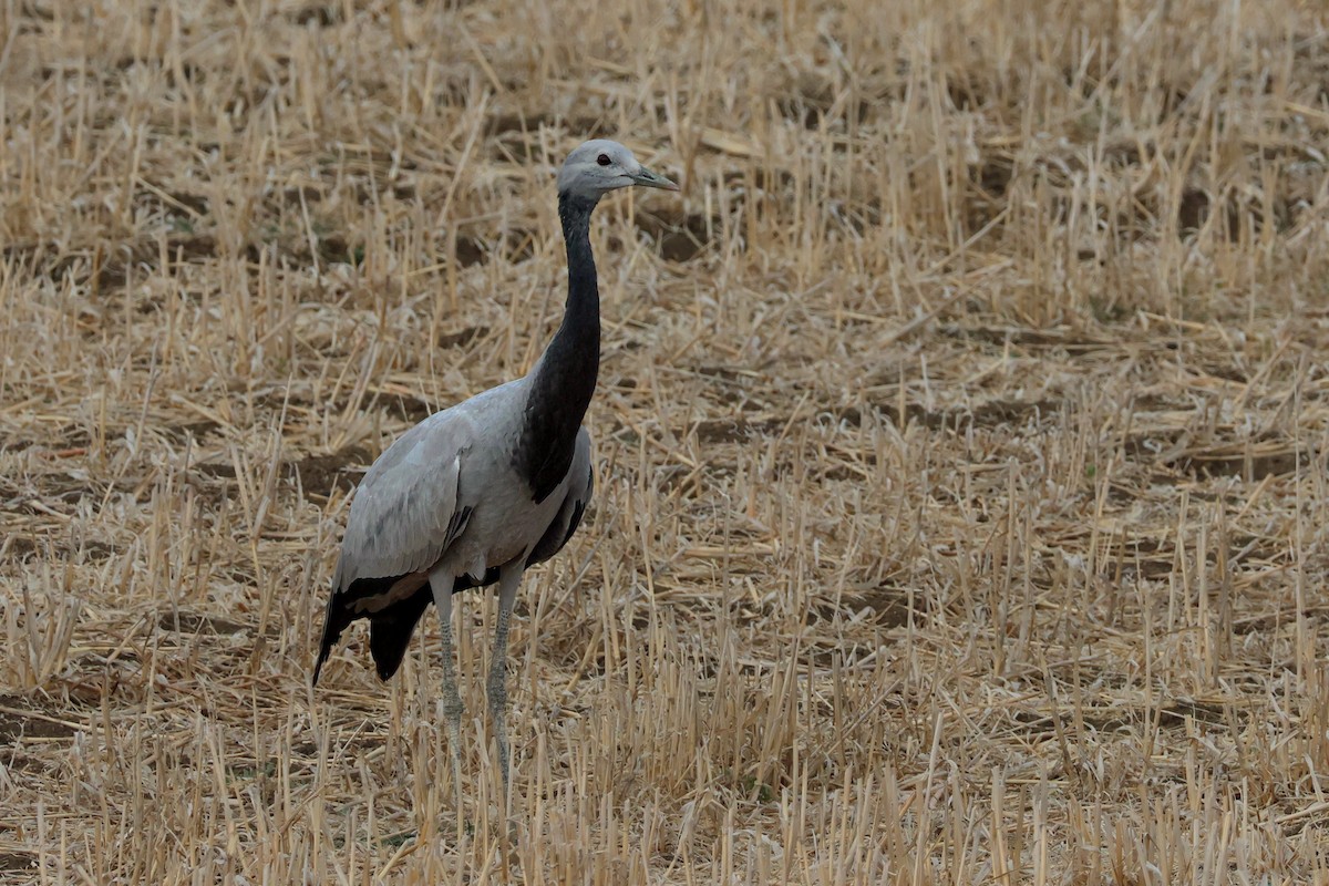 Demoiselle Crane - ML641620058